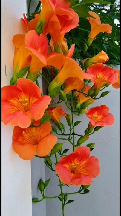 trumpet vine flower / how to grow trumpet vine plant / #shorts #viralshort #Sonu Sharma gardening