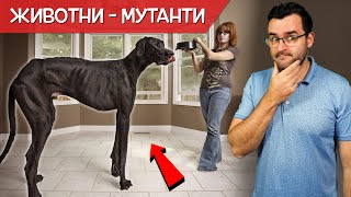 10 ЖИВОТНИ-МУТАНТИ, които ще ви СТРЕСНАТ с РАЗМЕРИТЕ СИ