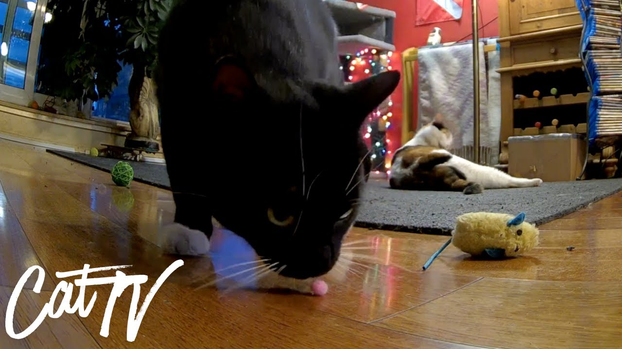 Cats Purring, Playing and Sleeping! 😻😹