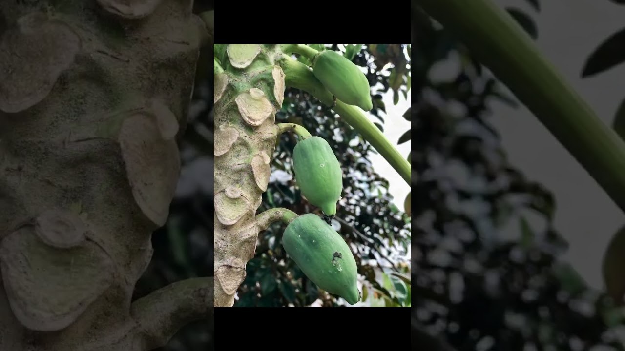 Papaya tree - From flower to fruit || 