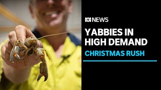 Australian yabbies for Singapore, Hong Kong in high demand this Christmas | ABC News screenshot 3