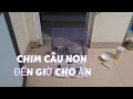 Luyện tập chim câu non quấn chủ.