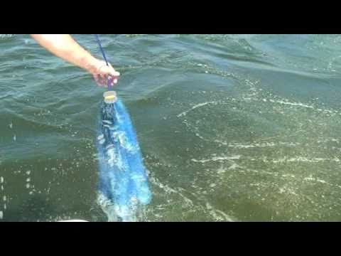 How To Use A Casting Net To Catch Live Bait 