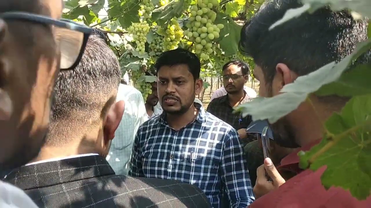 Grapes Sampling Training at National Research Centre for Grapes Pune #nrcg