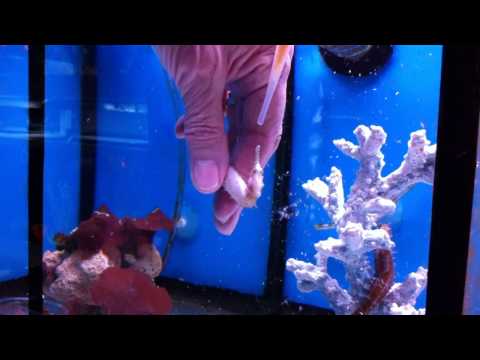 TREATING WEAK SNICK IN SEAHORSES