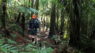 Overnight Kaimai Tramp and Hunt - Bush Stalking for Deer