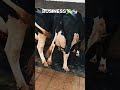 Plan Success Farming Dairy 🐄 | Daily Dairy Farming & Cow Care Videos #dairy #dairyfarming