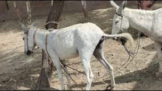 الحمير او الحمار يجب ان نحترم هذا donkeys when crossbreeding