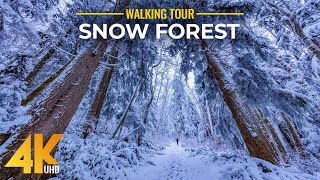 4 HRS Walking in a Snow Forest - 4K Winter Virtual Hike with Creaking Snow Sound