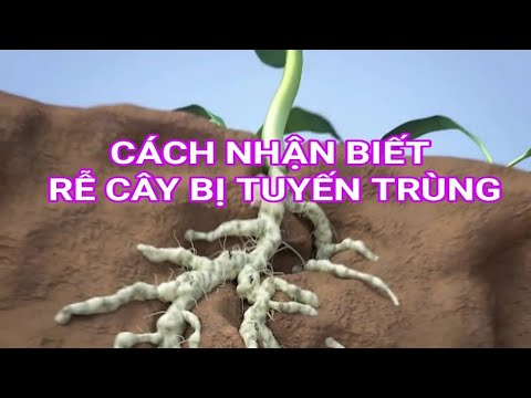 Video: Tuyến trùng Cây Đậu Phộng Miền Nam - Cách Trị Bệnh Nốt Rễ Cây Đậu Phộng Miền Nam