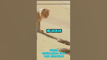 Kucing vs ular derik #animal #kucing #ular #wildlife #nature