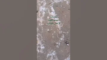 مثبت الرمال تجارب ابتكارات تثبيت الرمال تثبيت التربه تجارب تثبيت الرمال الامارات العين 
