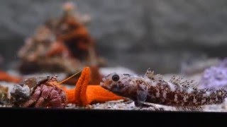 Aquarium Pula, Croatia