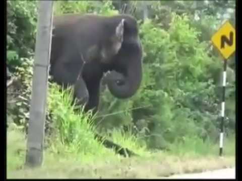 Elephant crossing an electric fence