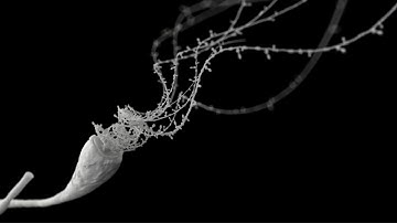 Inside the Wool Fibre