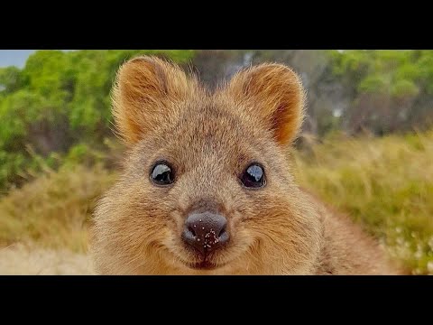 Квокка или Censor Tracker - YouTube