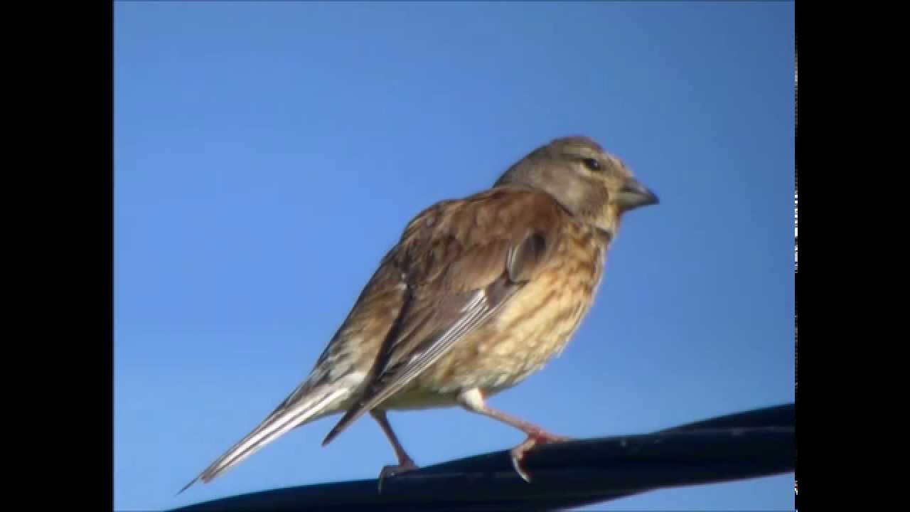 common Linnet - Kneu - ( Female ) 