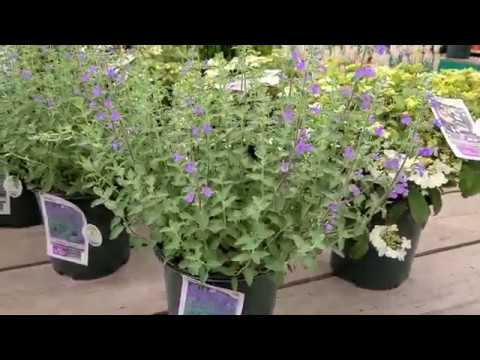 Nepeta 'Walker's Low' (Catmint) // Superb, Easy To Grown, Easy To Look After Perennial