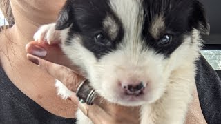 Feeding a rescued 3 week old puppy🐾 by AZDesertRain 318 views 1 year ago 2 minutes, 30 seconds