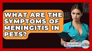 What Are The Symptoms Of Meningitis In Pets? - Ask A Pet Vet