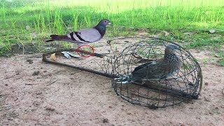 Catch cuckoo bird by cage in the tree