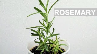 Growing ROSEMARY from Seeds