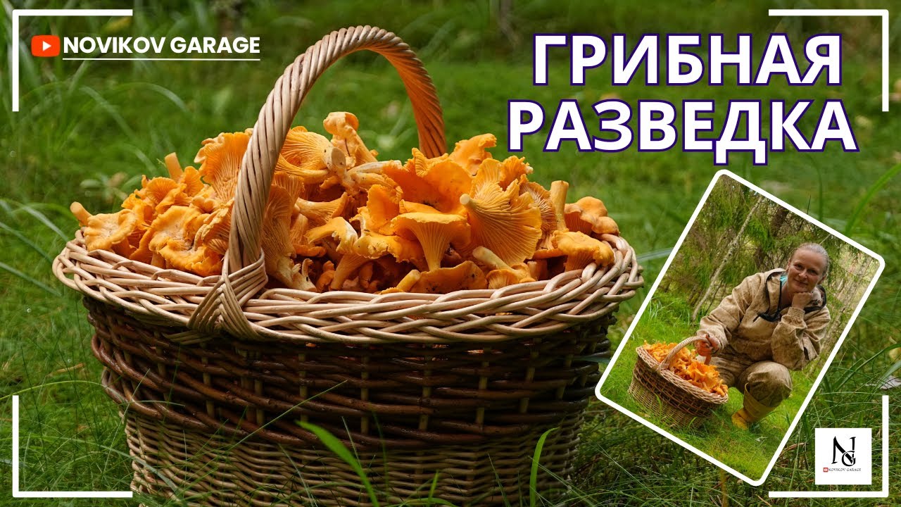 Грибная разведка 16 августа 2025. Выборгский район.