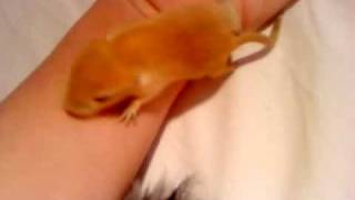 2 weeks old gerbil pup :)