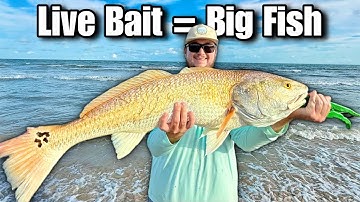 Beach Fishing the Mullet Run for GIANT Bull Redfish | Live Bait Action