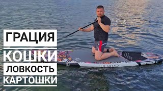 Тюлень краштестит вундервафлю. @Yoll , она не тонет, я старался!