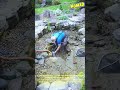 더러워진 정원 연못을 깨끗하게 만드는 전문 청소 방법 #worker #process #backyard #maintenance #ecofriendly