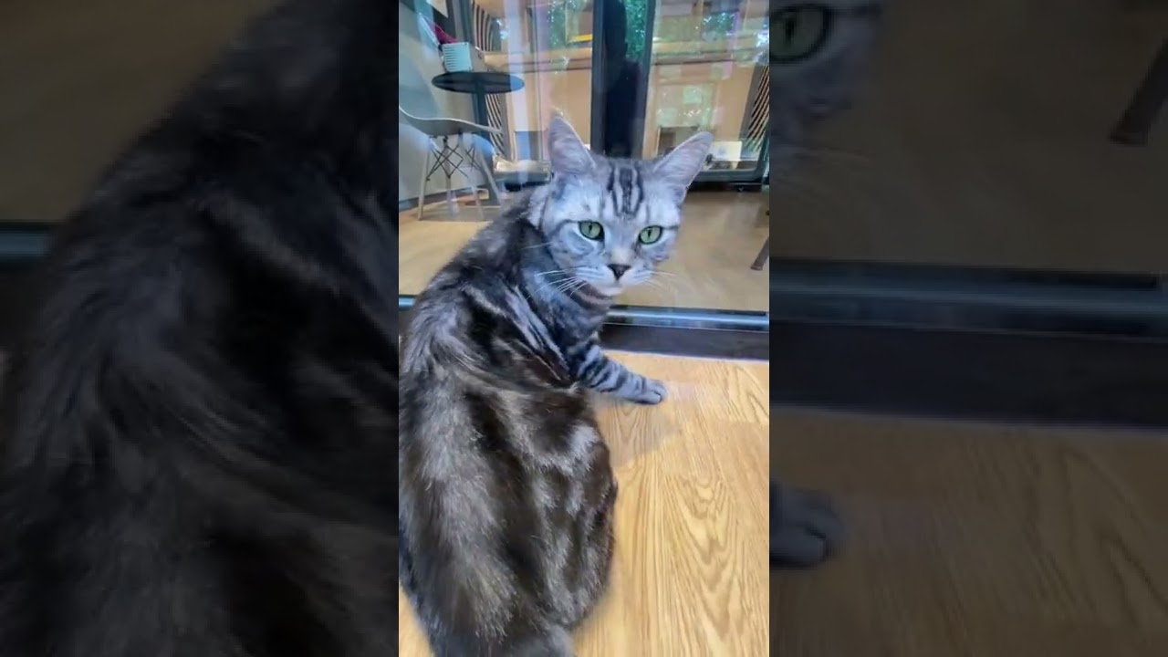 This cat's green eyes are so beautiful!