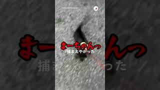 どうせ無理やろと思ってたら捕まえやがった｜PECO