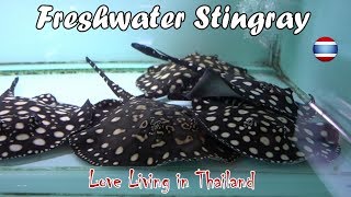 Freshwater Stingray Market WORLD'S LARGEST Bangkok Thailand