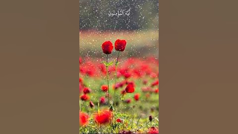 أستمع للقرآن الكريم #راحة_نفسية #تلاوة_خاشعة