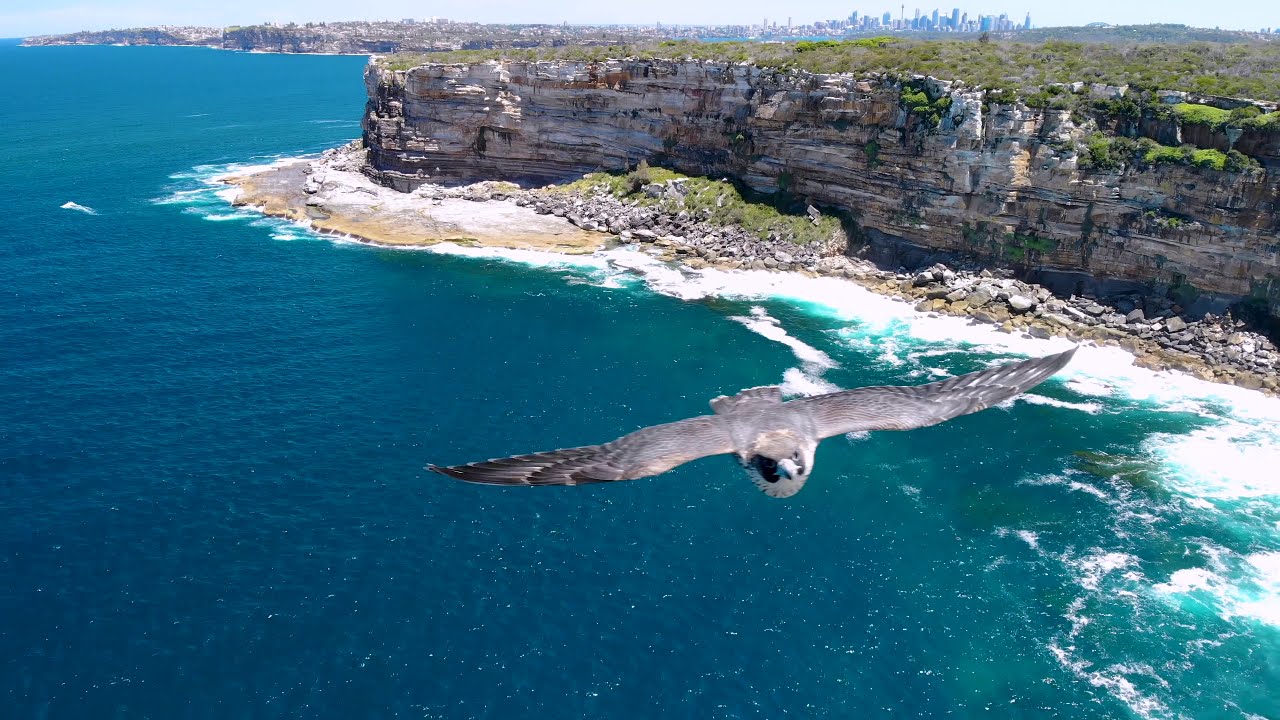 Falcon Caught With Drone Photography / 60Mins GPS Drones with Camera for Adults Long Flight Time