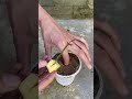 How to propagate rose branches with potatoes