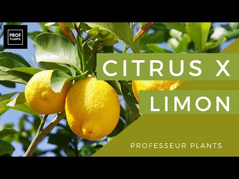 Vidéo: Comment Fertiliser Le Citron D'intérieur ?
