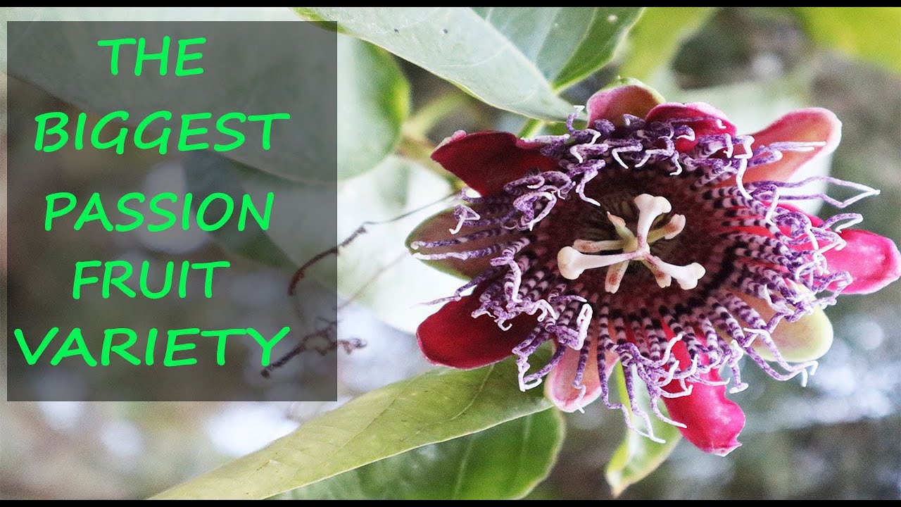 Giant Passion Fruit Growing Tips | Granadilla, Passiflora Quadrangularis