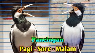 Suara Kicau Jalak Suren Terapi Pancingan Burung Jalak Untuk Harian Agar Cepat Gacor Full Isian