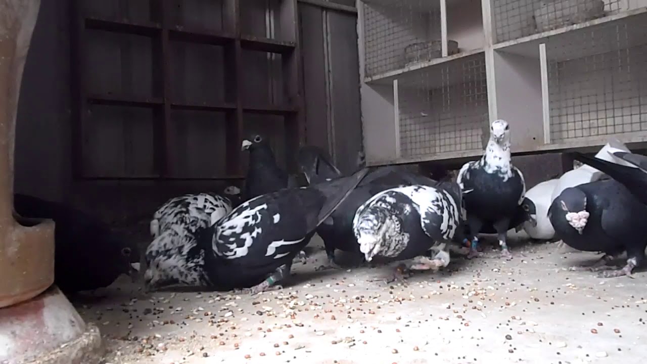 Racing Pigeons 