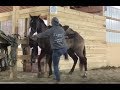 Barrel Horse Trainer Kicks Horse In The Stomach & Calls It Training