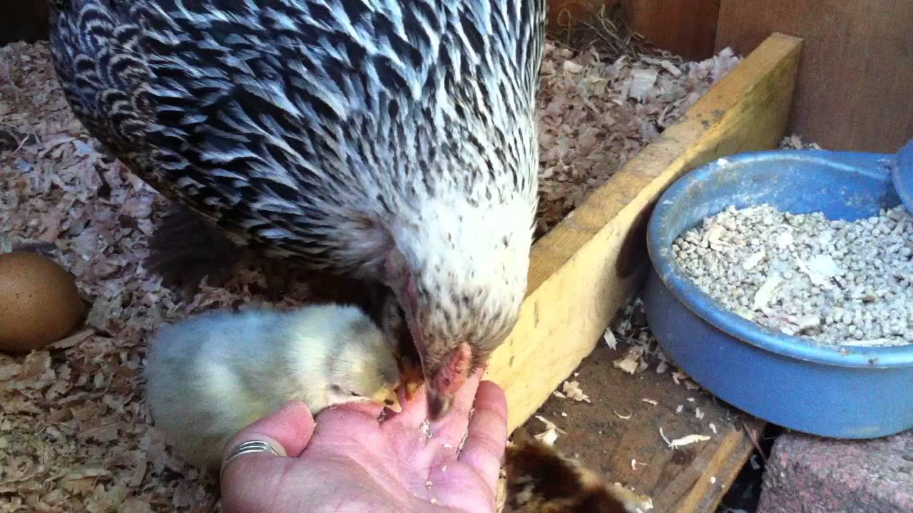 Teaching her chicks to peck YouTube