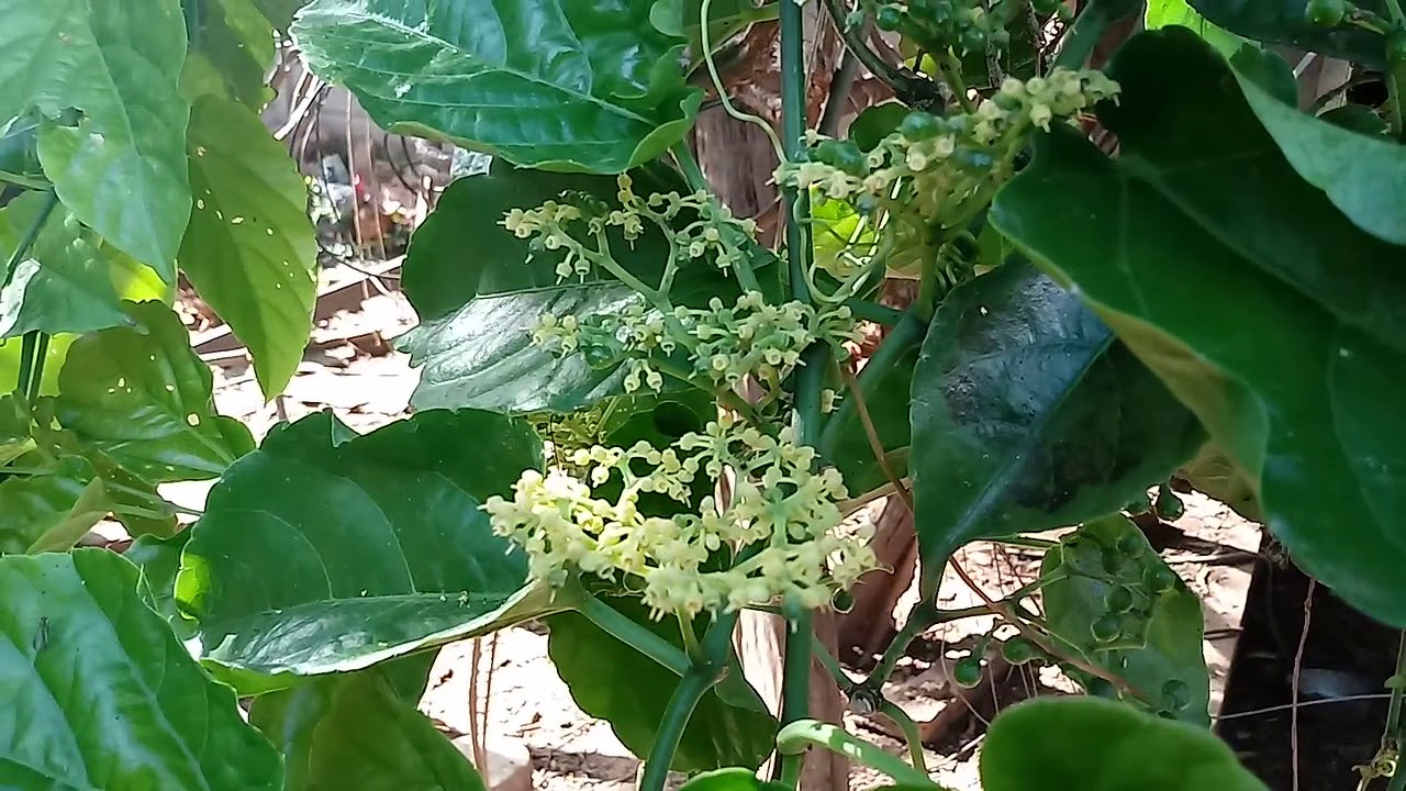 Cissus sicyoides diabetes en niños