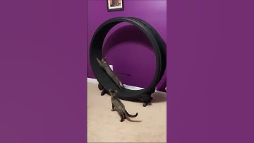 Cats vs laser pointer...