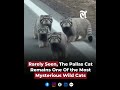 The Pallas Cat Remains One Of the Most Mysterious Wild Cats #pallas #pallascat #wildcats