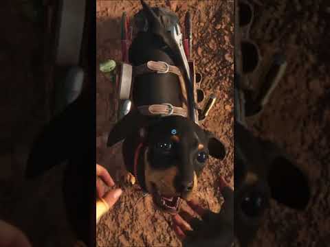 Far Cry 6 - Meet My Cute Little Dog Chorizo #Shorts