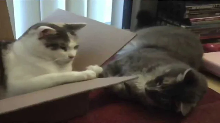 Take a Look Inside Cornell University Veterinary Specialists