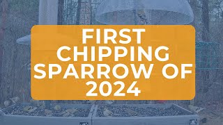 First Chipping Sparrow of 2024