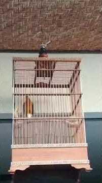 'ANIS MERAH DENPASAR TELER CLASSIC ' SUBCRIBE